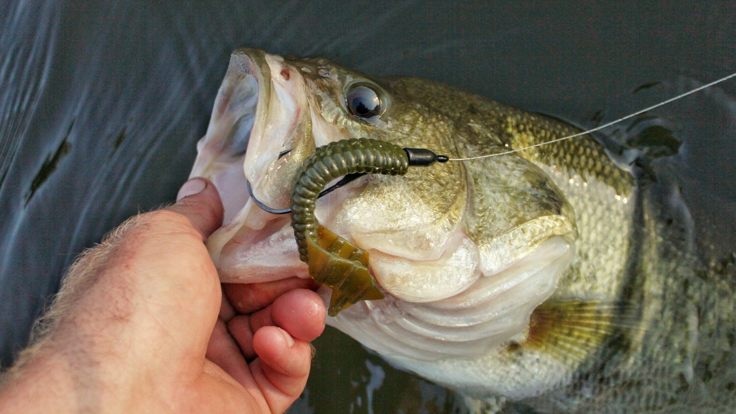 Texas rig : r/FishingForBeginners