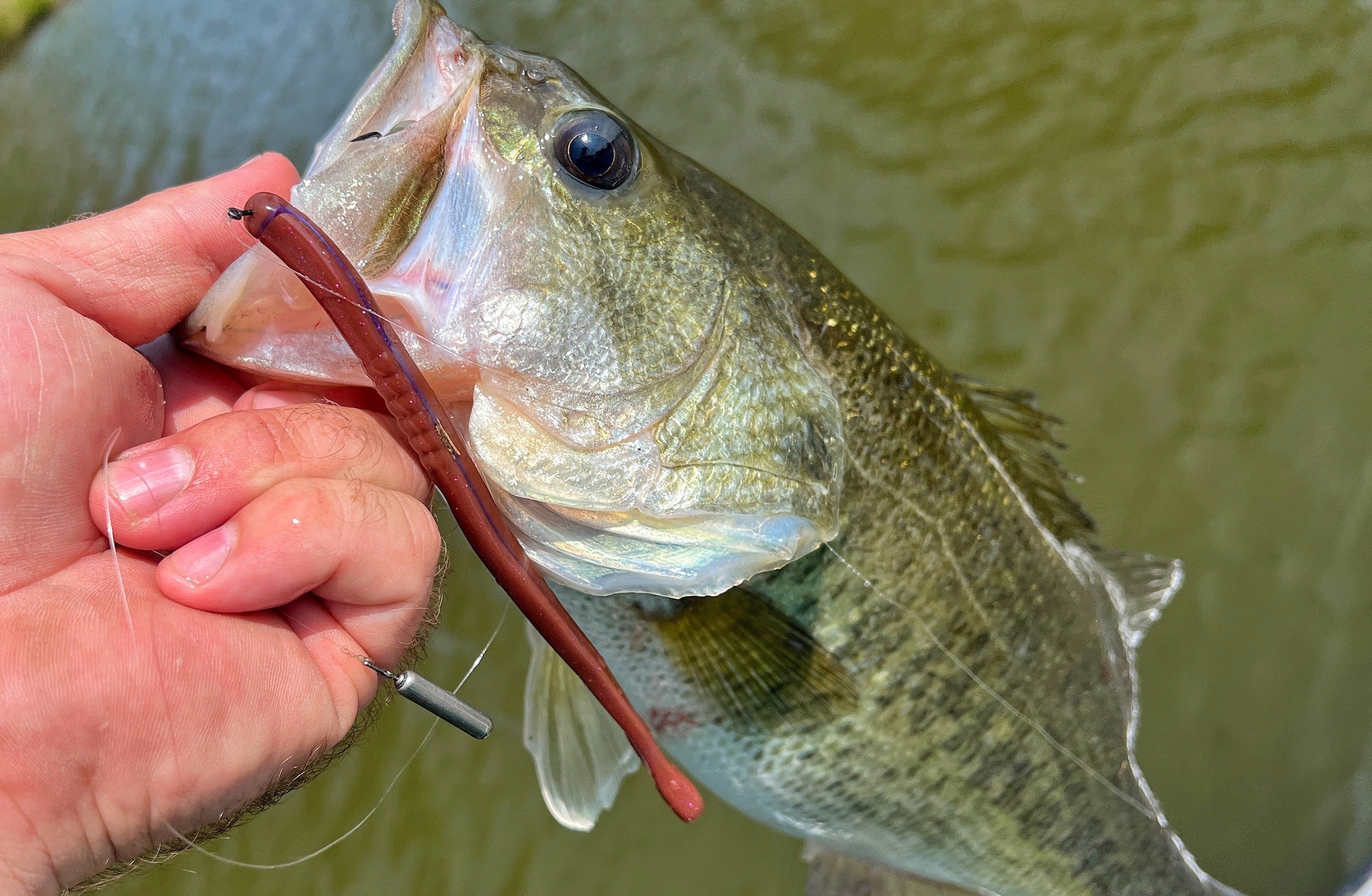 Early Spring Bass Fishing with a Drop Shot Rig - Fish-Field
