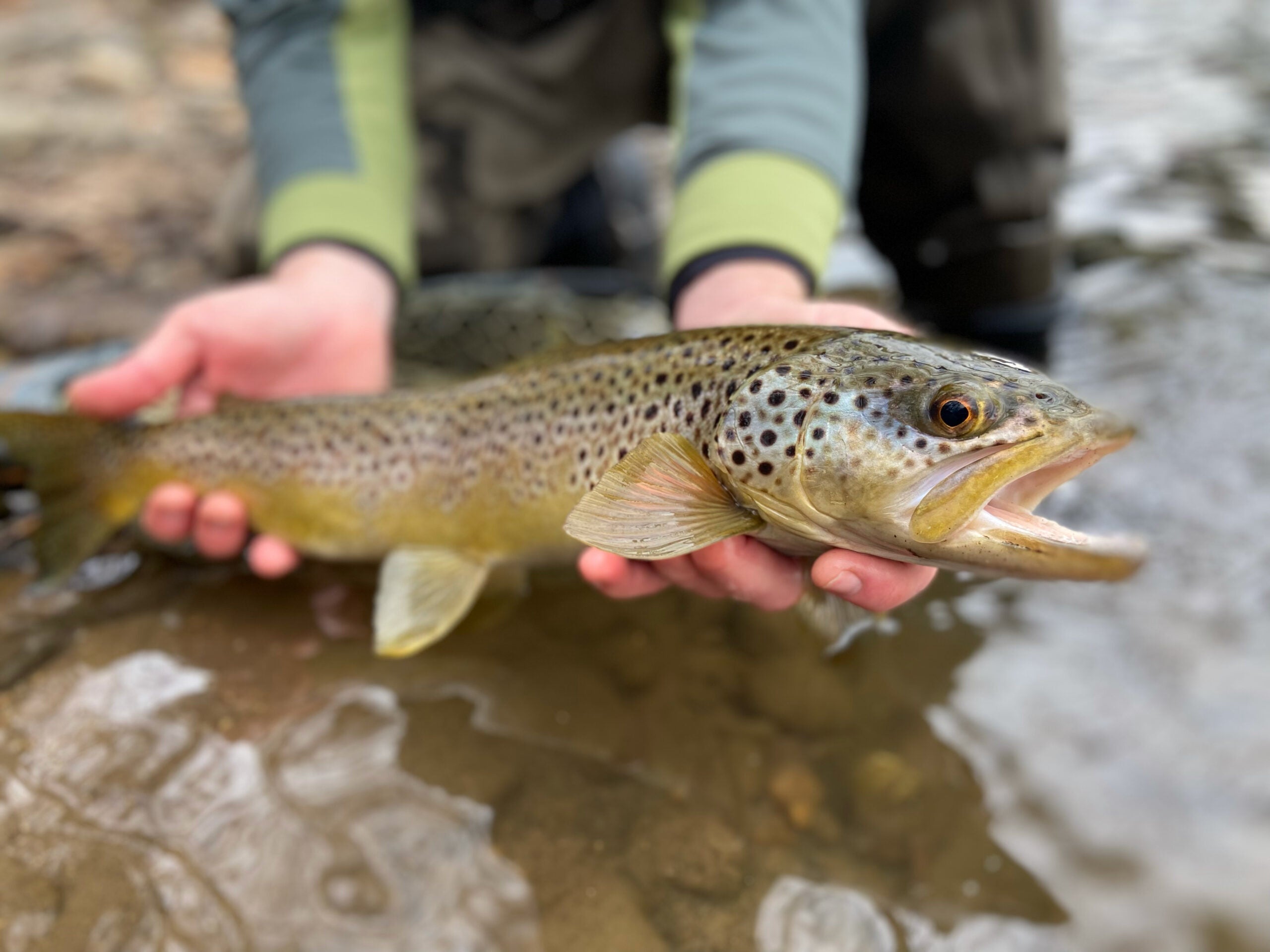What Do Trout Eat? An Angler's Guide