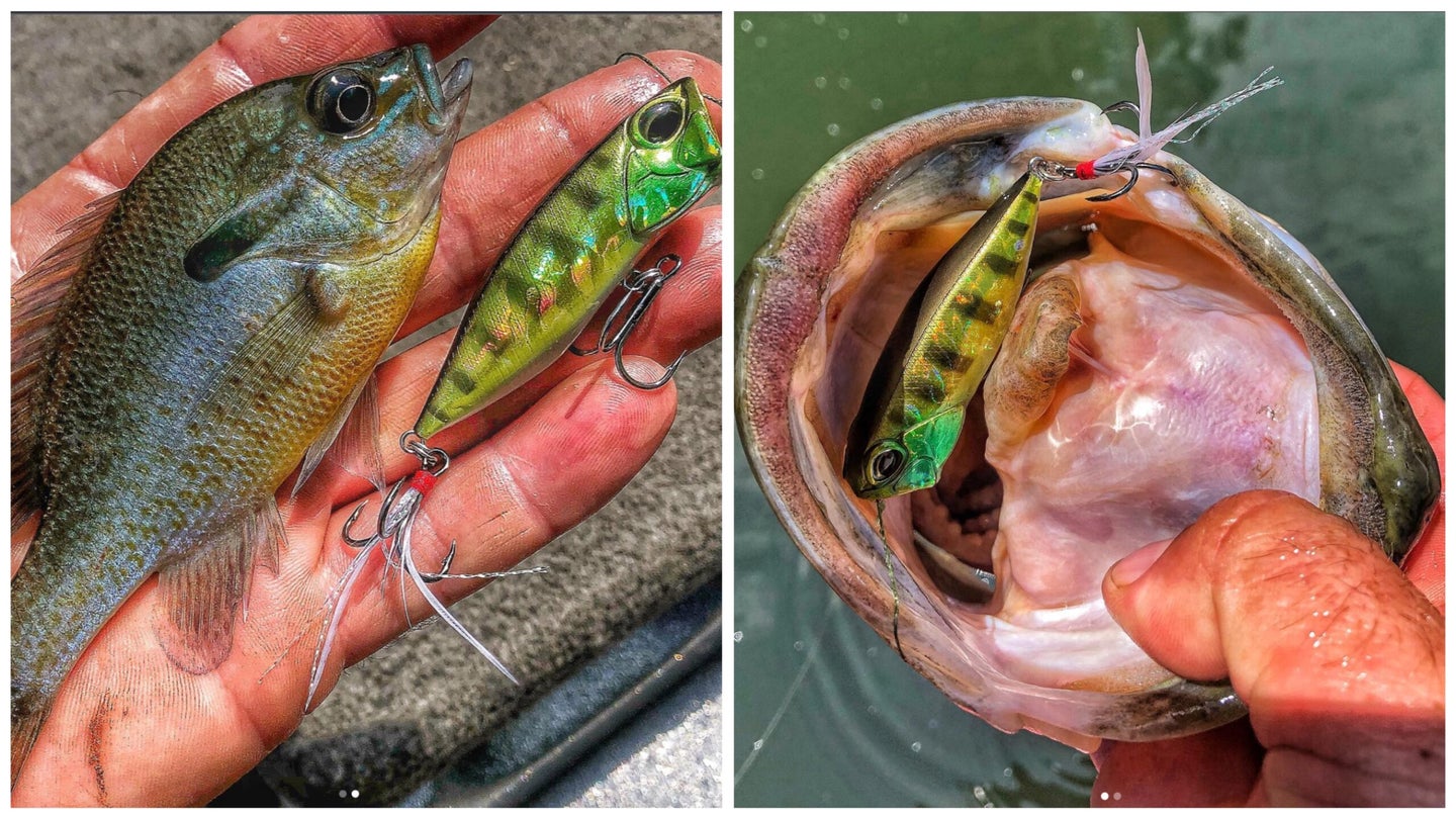 Where do different bass species live? Habitat is the answer