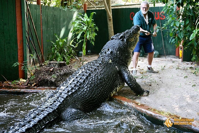 worlds largest crocodile