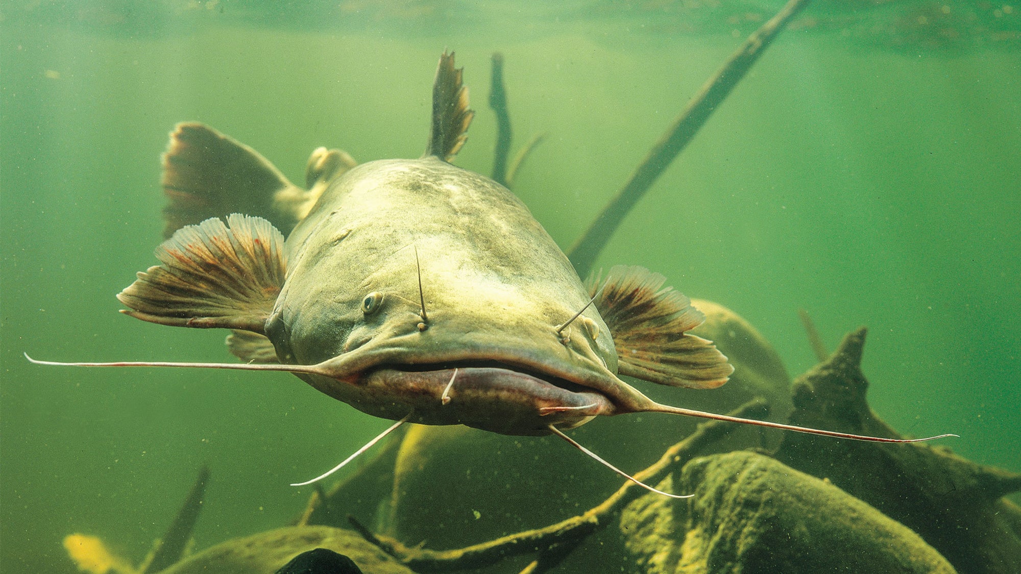 Saltwater Catfish – The Good & Bad