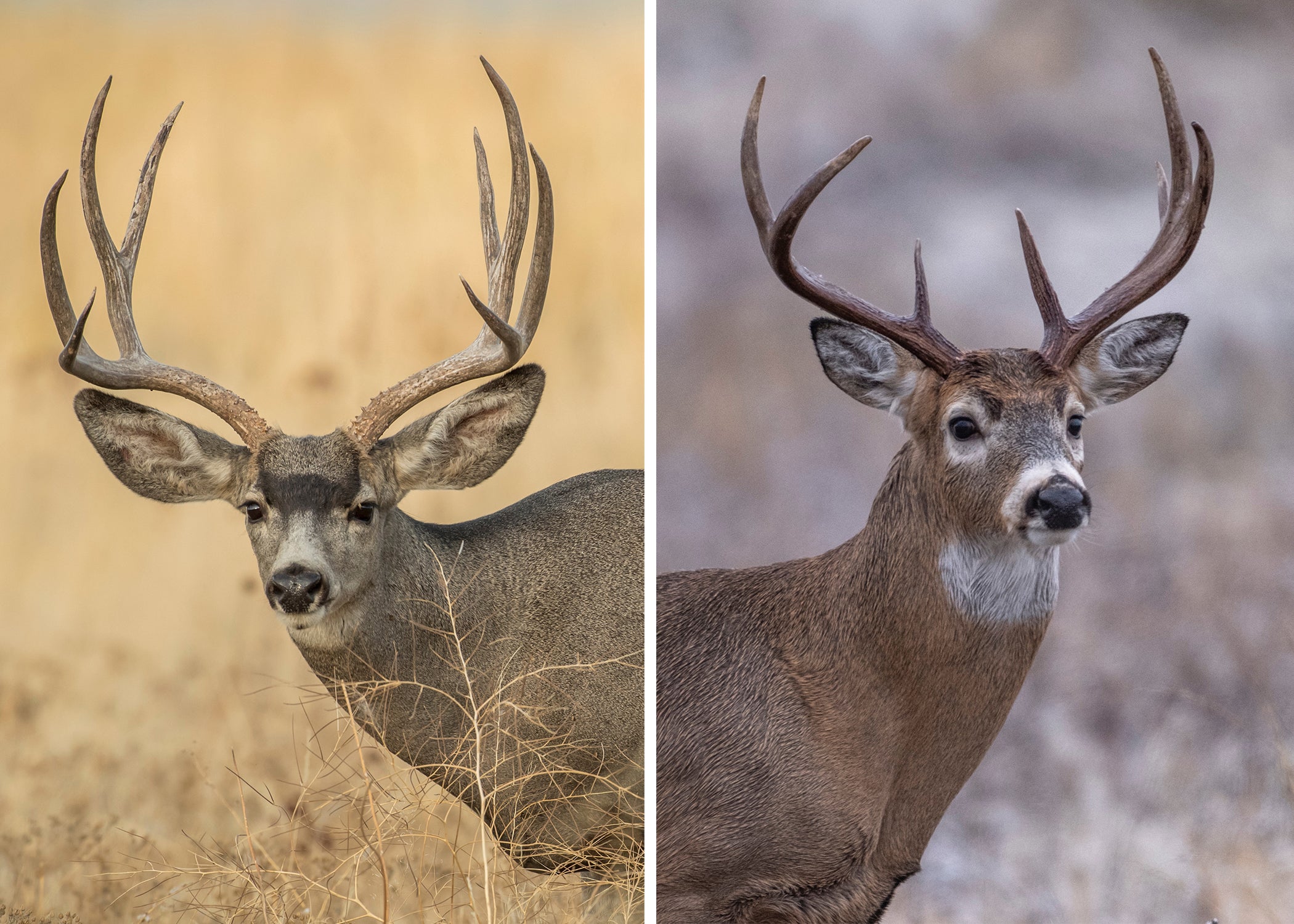 Mule Deer vs Whitetail | Field & Stream