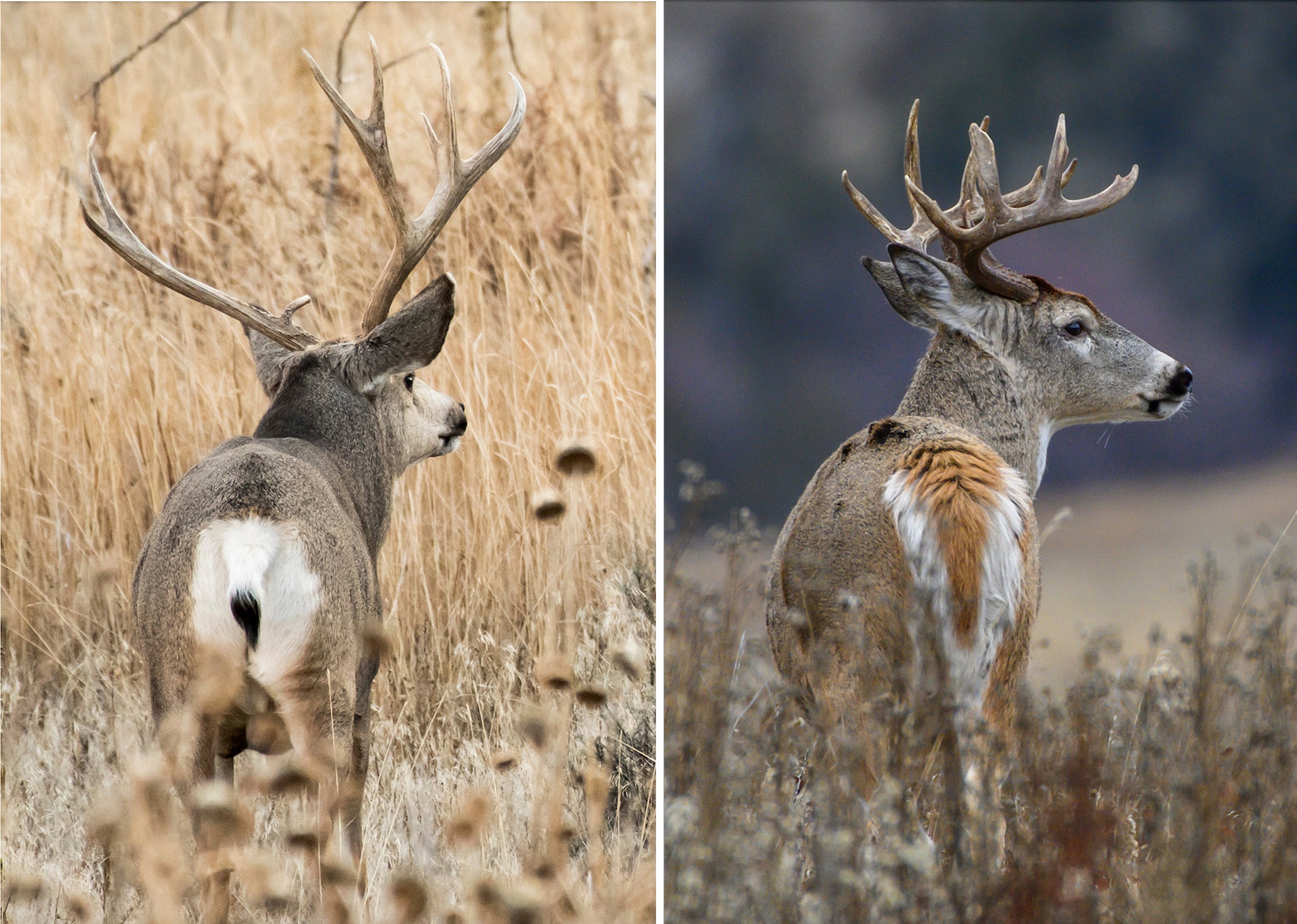 Mule Deer vs Whitetail | Field & Stream | tacticalusa.net