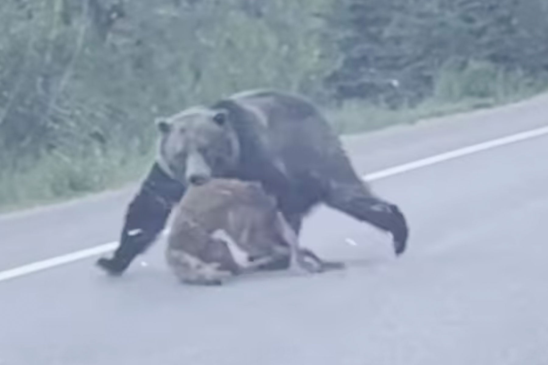 Watch: Grizzly Drags Dead Deer Across Highway