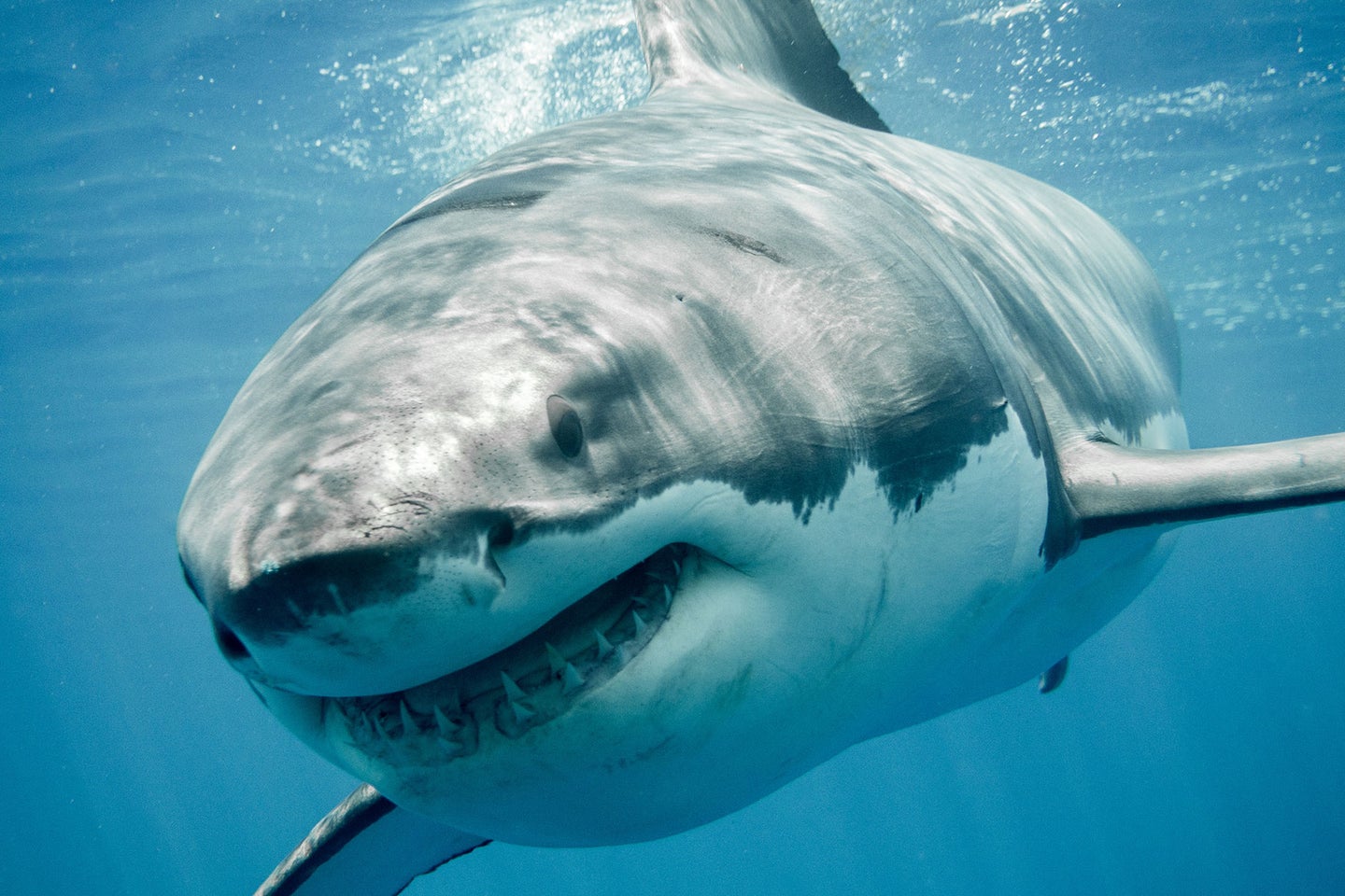 Photos: These 'Baby' Great White Sharks Were Just Released Off
