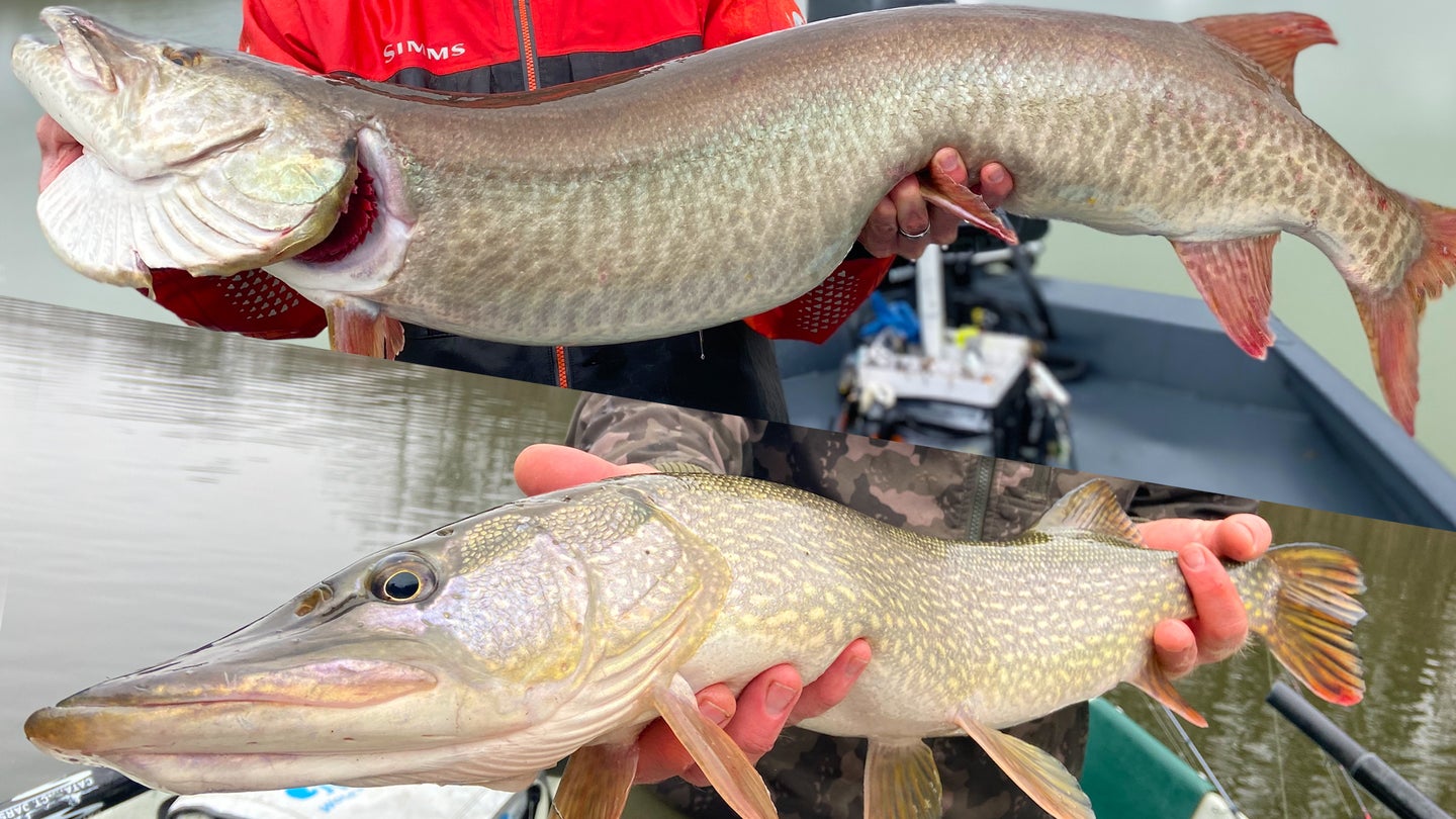 Why Catch Pike Compared to Carp? Hooked on Pike Fishing