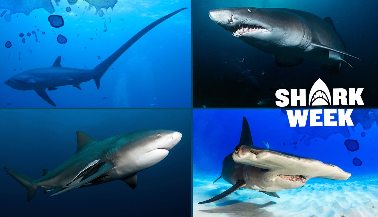 Shark, Species