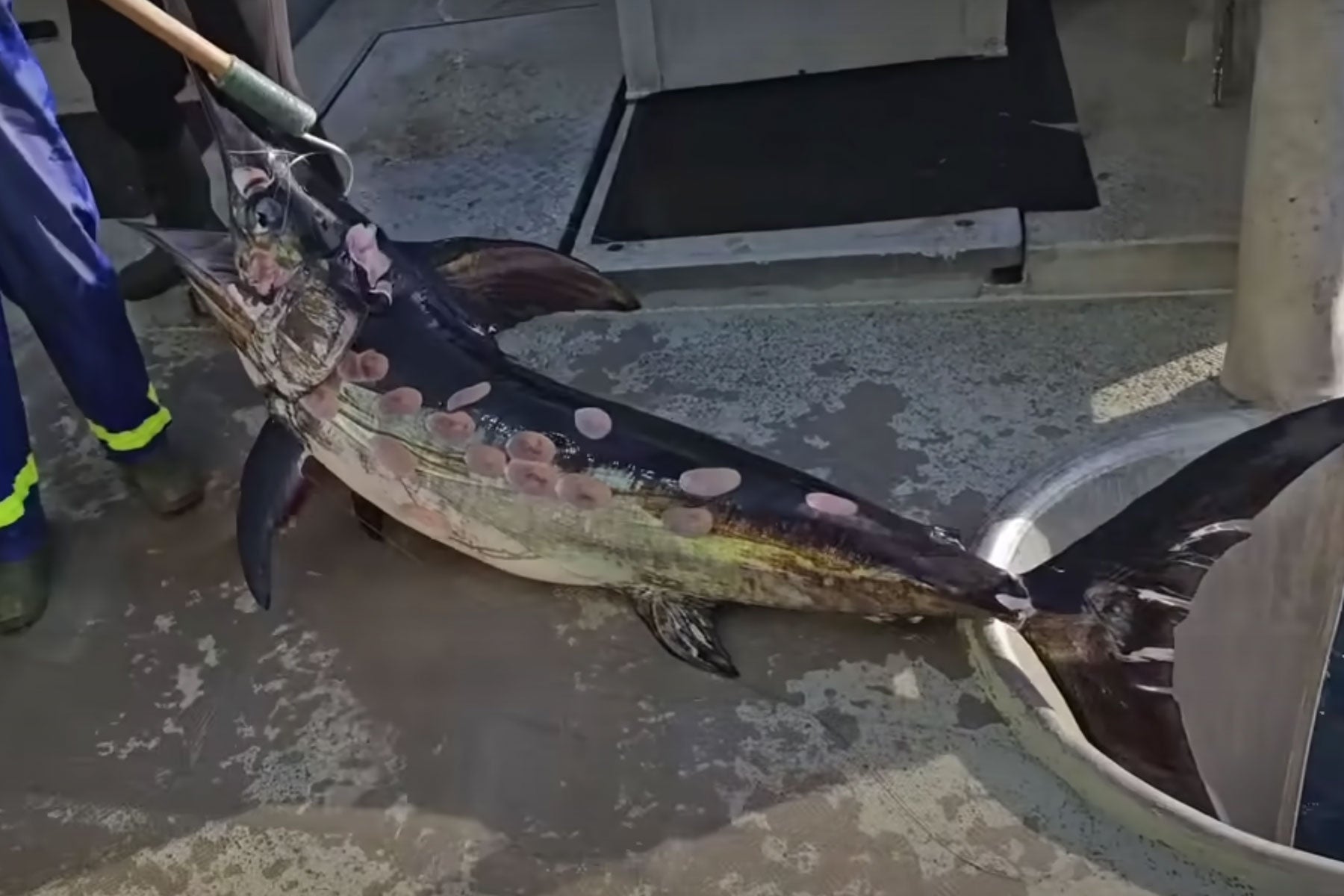 Video: See a Swordfish Ravaged by Small Sharks