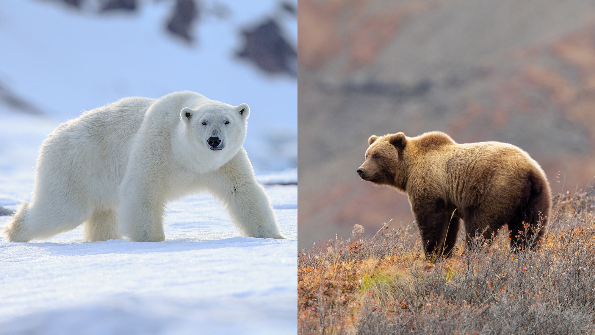 Polar Bears, Grizzlies & Brown Bears