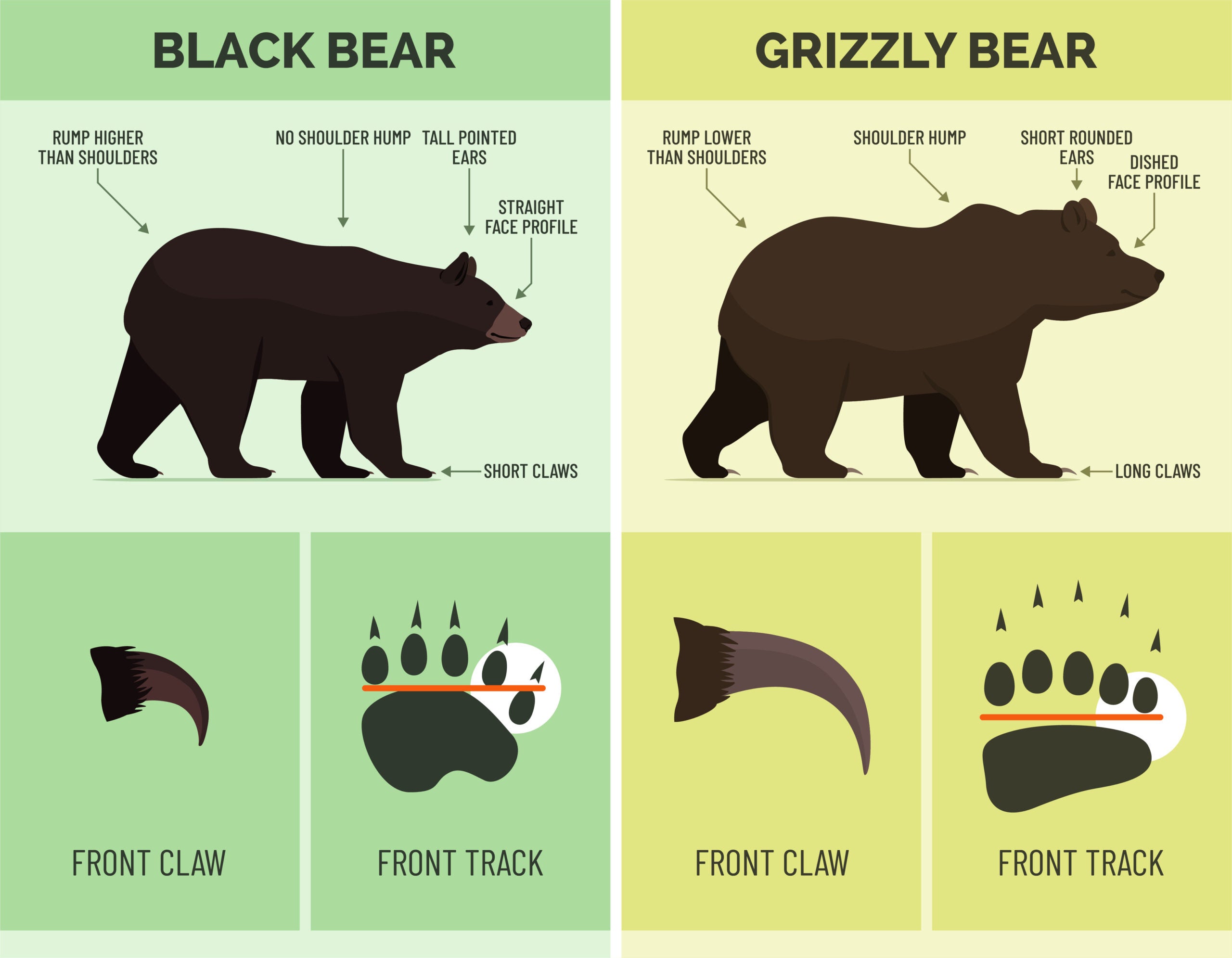 Black Bear vs Brown Bear | Field & Stream