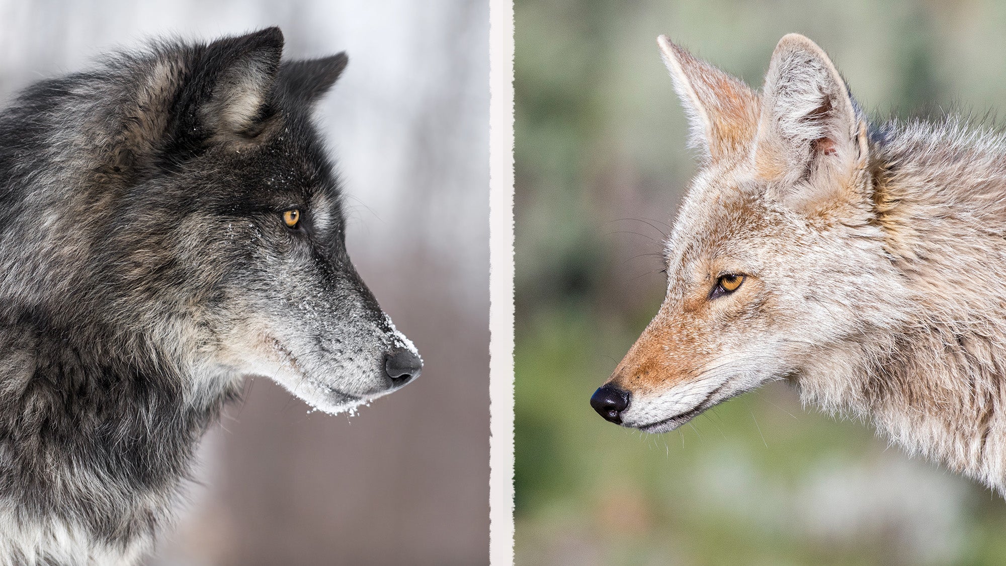 Wolf vs Coyote | Field & Stream