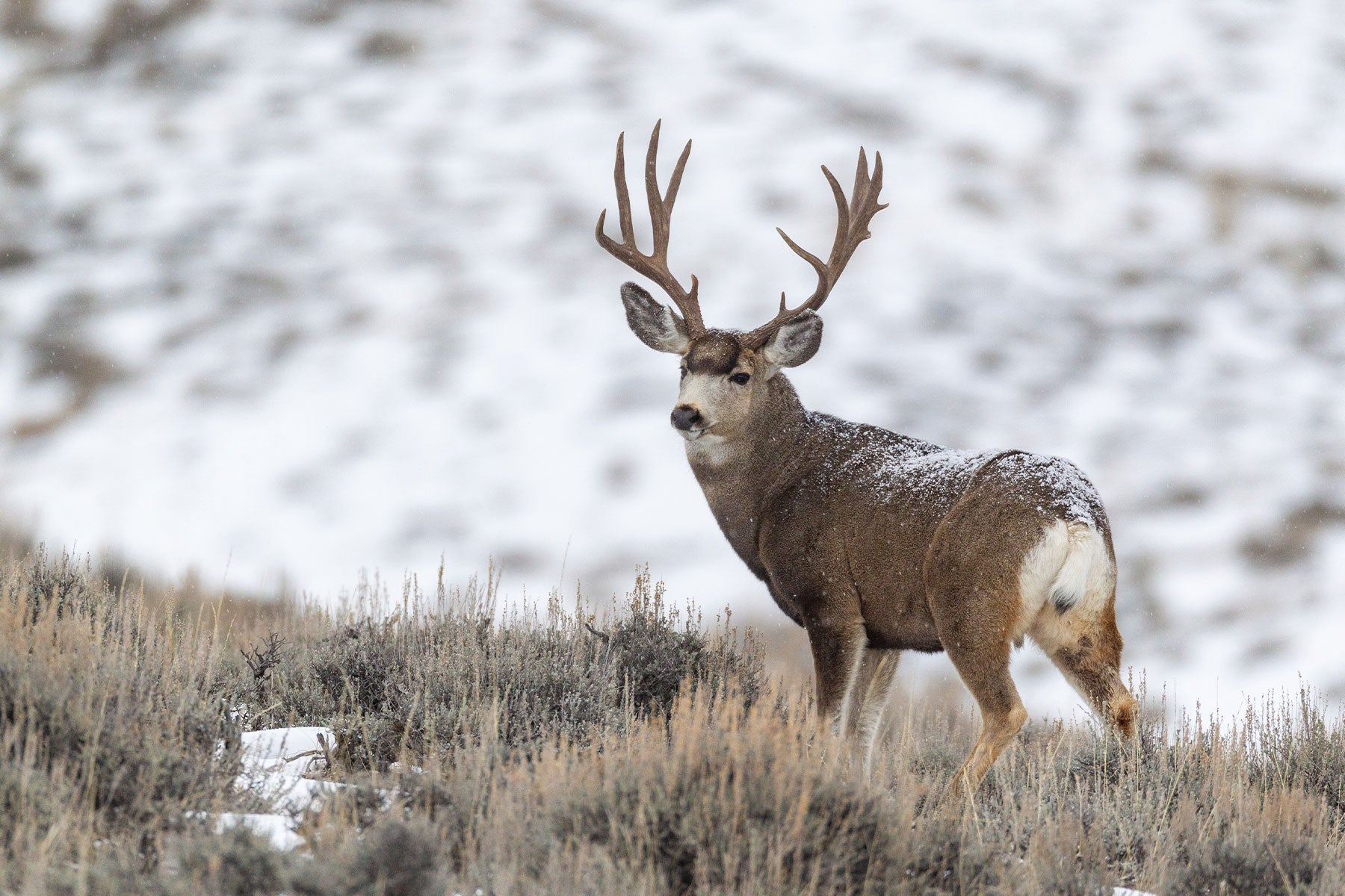 Wyoming Hunters Organize to Discard Big Game Tags | Field & Stream