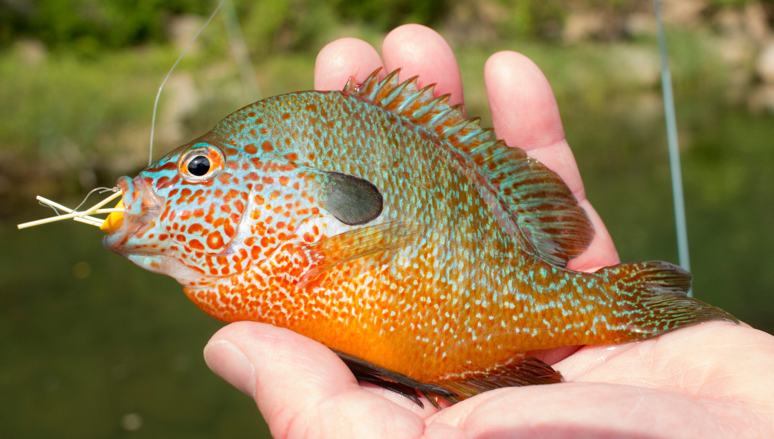 Pumpkinseed Sunfish Panfish Held by Man Fishing Stock Image