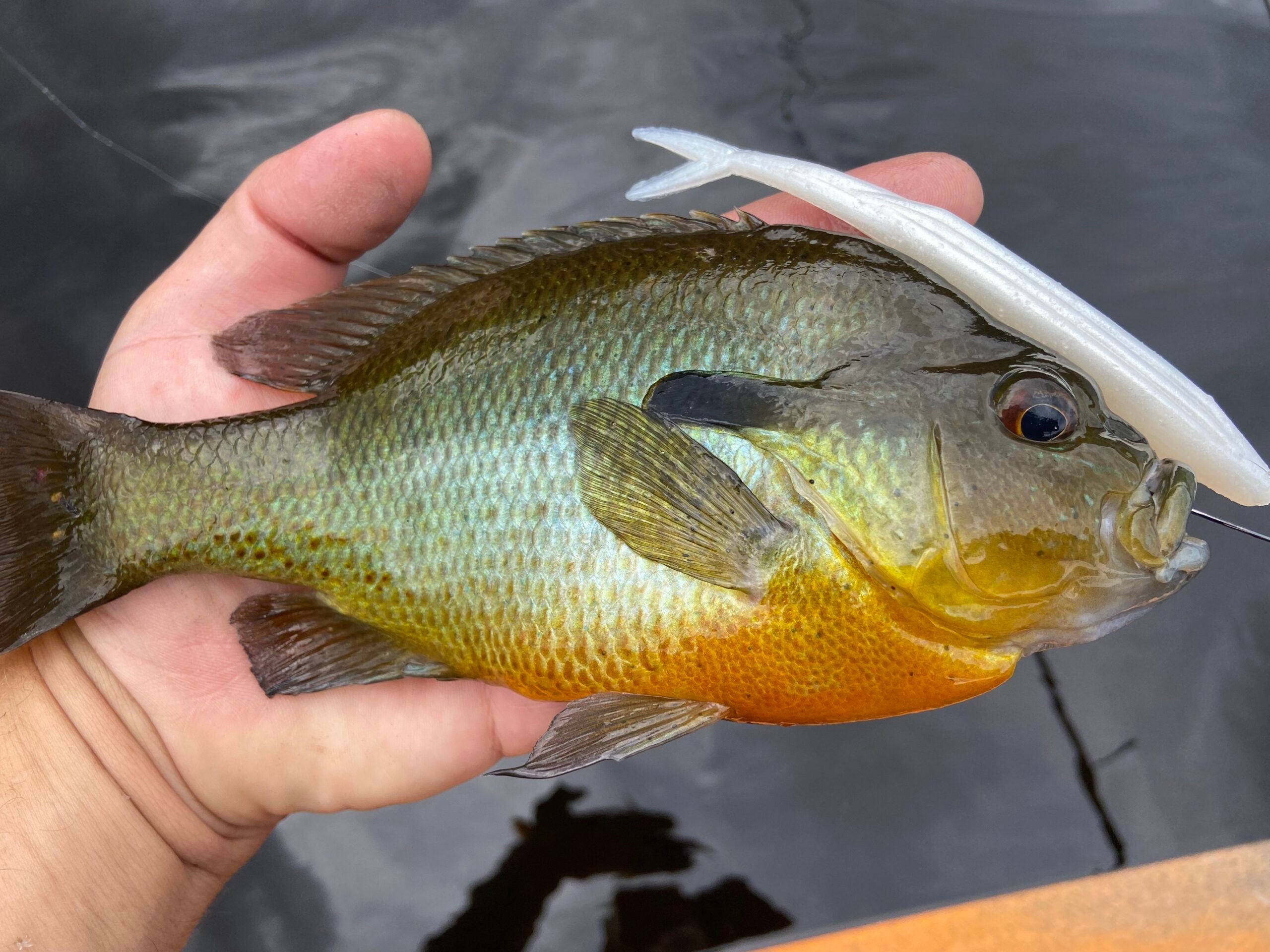 Types of Sunfish in North America