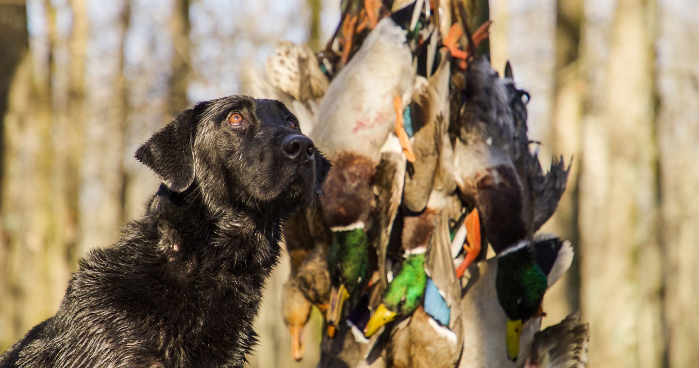Gear up for Waterfowl Hunting at Bass Pro Shops - Hunting Outfitter Series