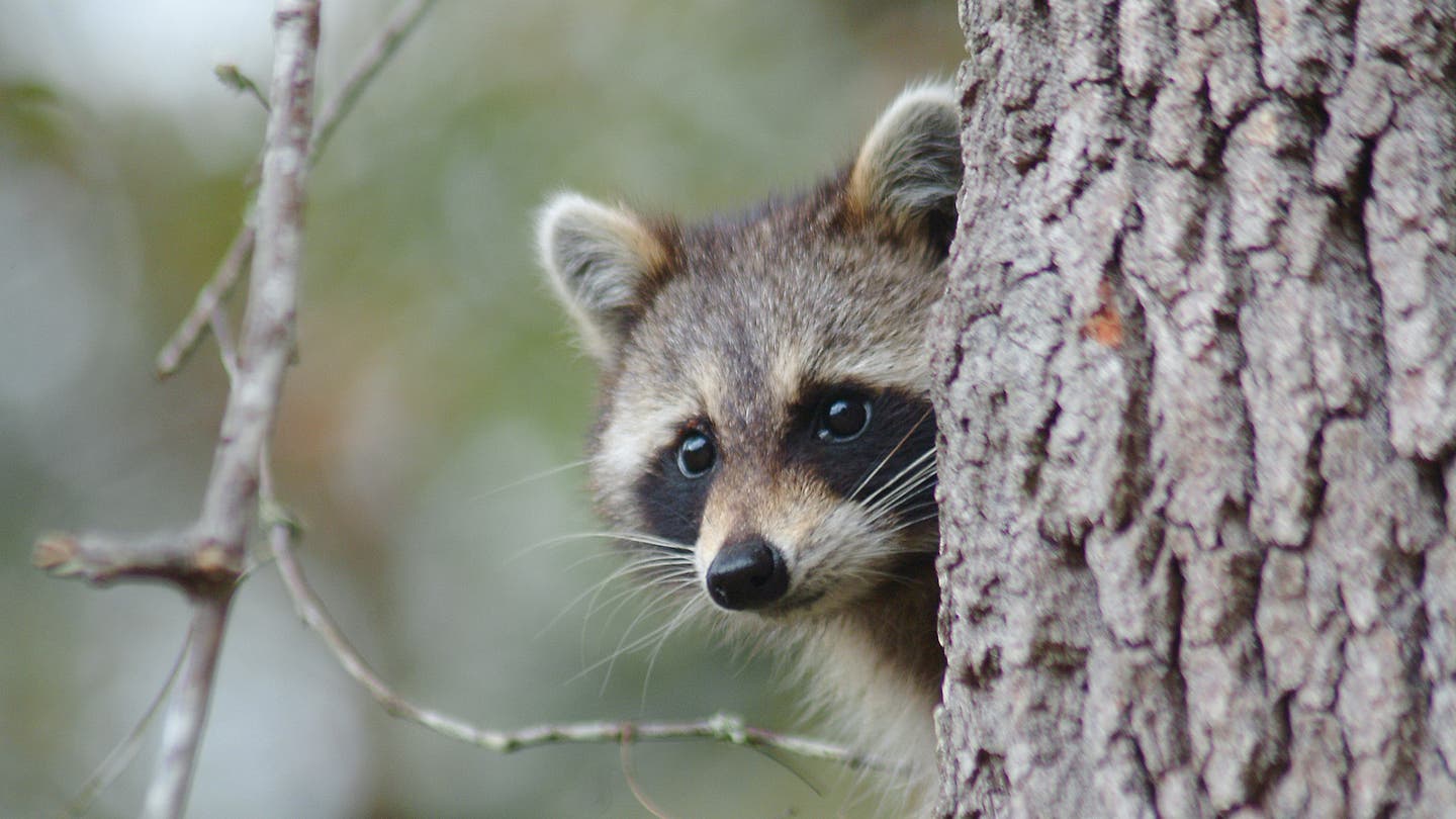 What Does Raccoon Poop Look Like? | Field & Stream