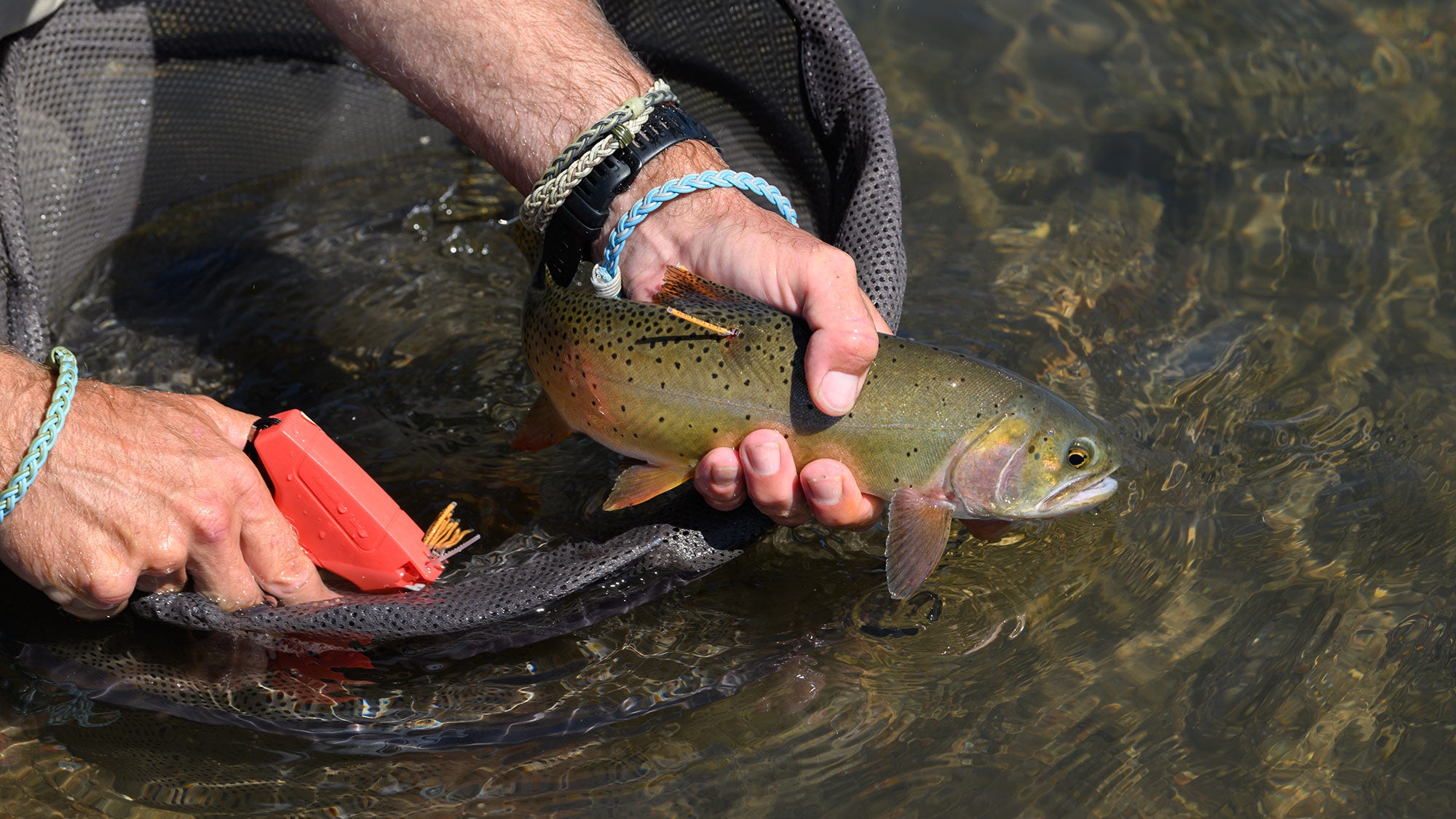 Eat Sleep Fish Repeat Fly Fishing Yellowstone Cutthroat Trout