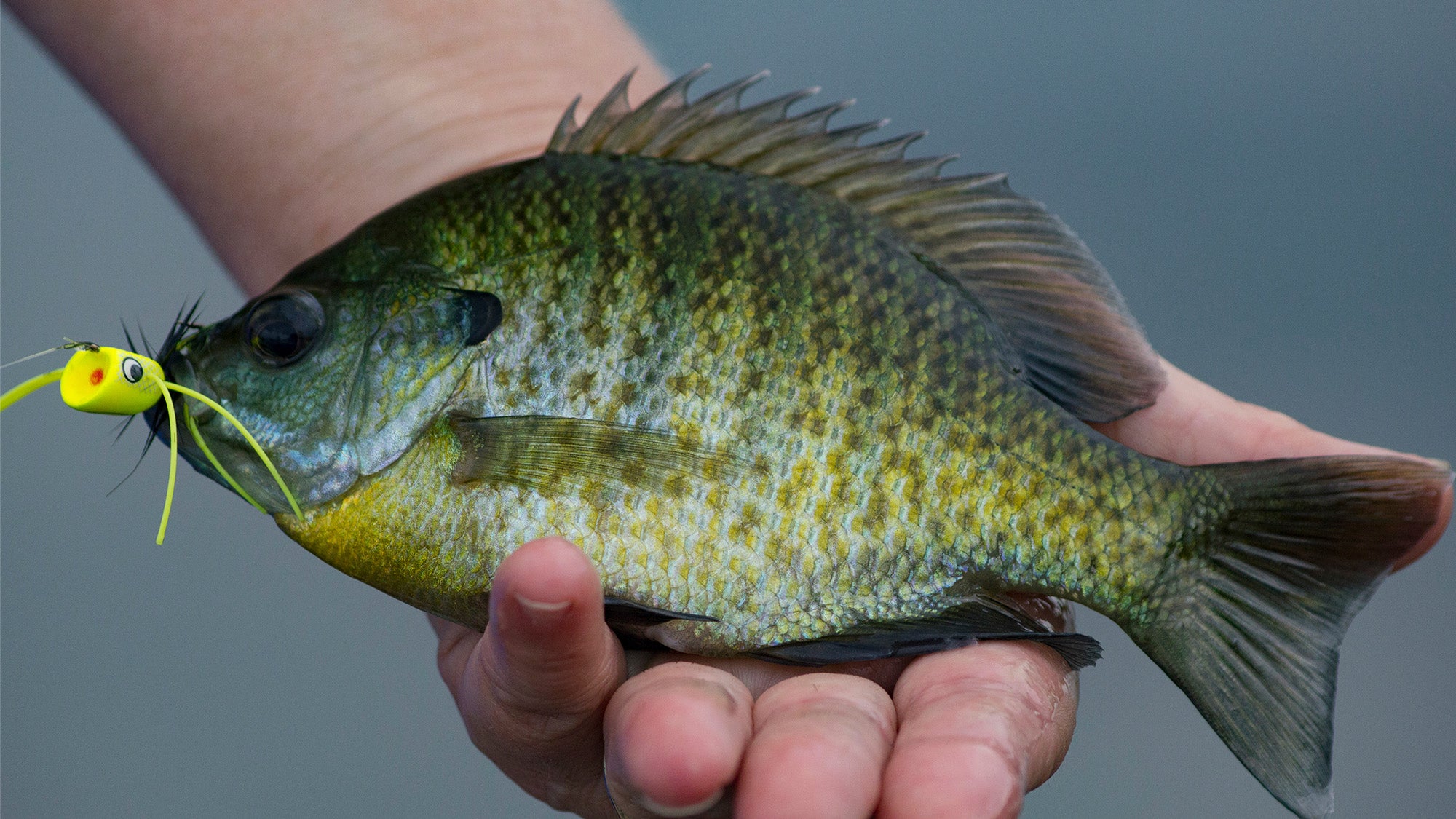 Gear: Hook size matters when catching bluegill—or any fish for