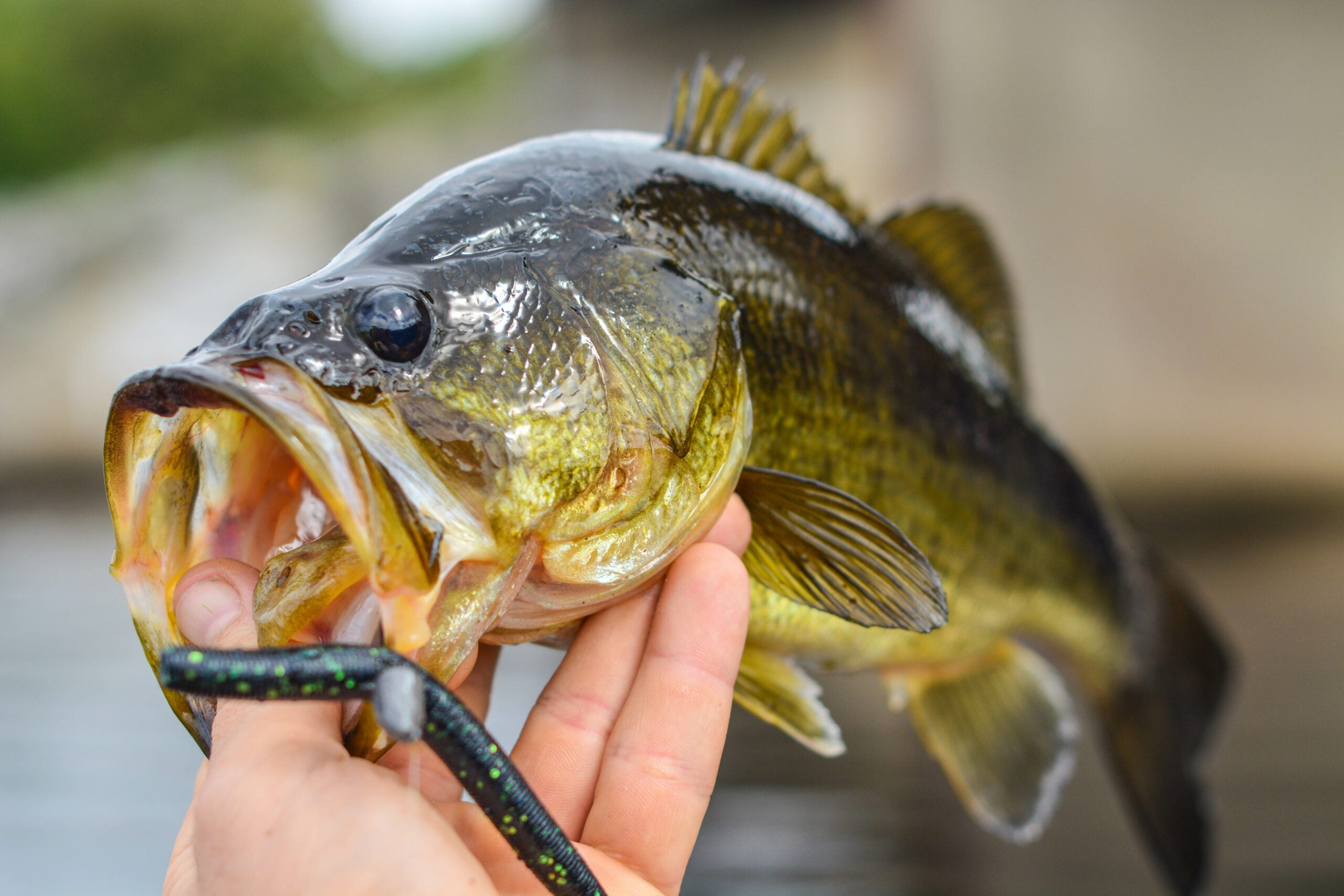 Bass Fishing Tips: How to Catch Largemouth During the Spring
