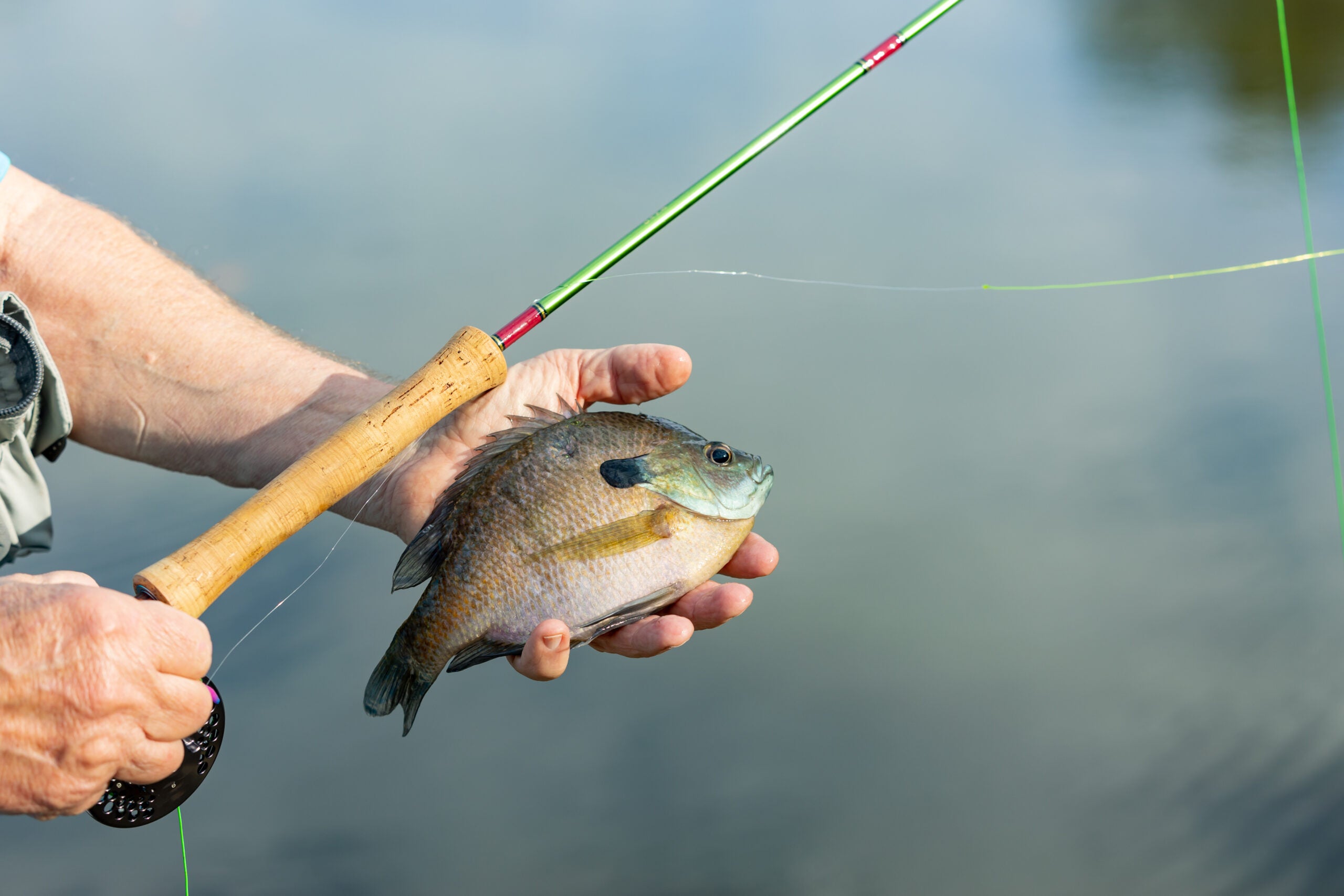 The How, What, When and Where of Fly Fishing for Bluegill