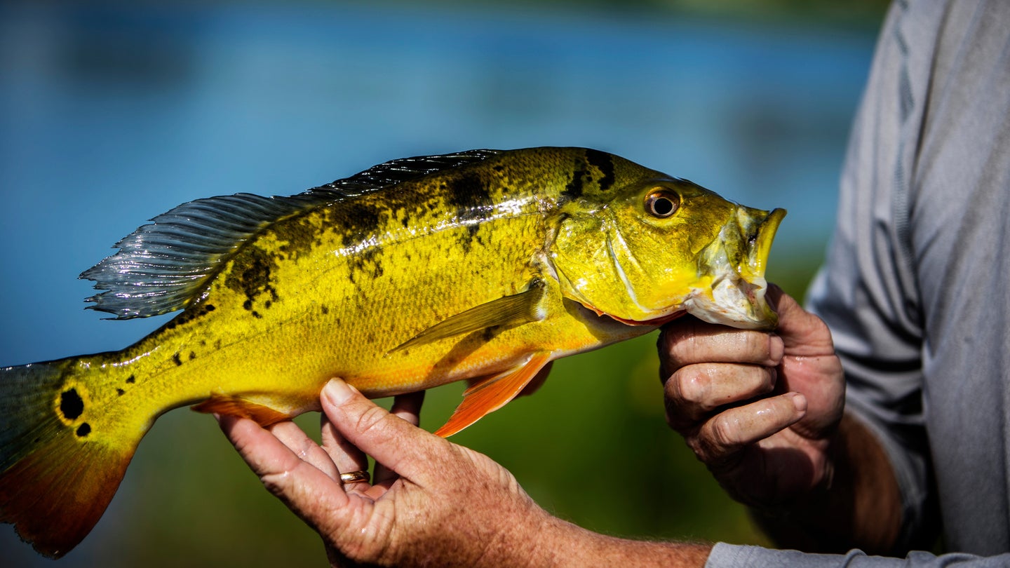 5 Best Peacock Bass Fishing Spots in Florida - Best Fishing in America