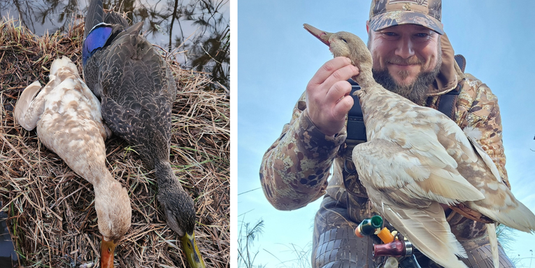 Massachusetts Hunter Bags First Confirmed Leucistic Black Duck