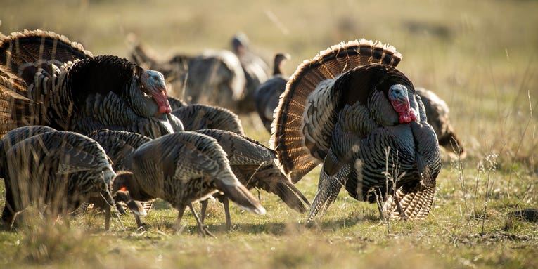 State of the Wild Turkey 2024: An Interview with Dr. Mike Chamberlain