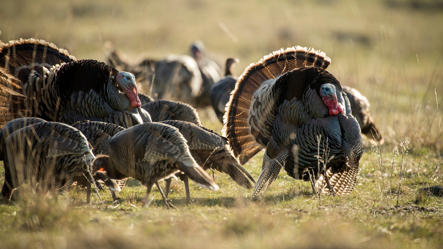 A Merriam's gobbler struts among a flock of other turkeys in an open field.