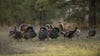 A flock of Merriam's wild turkeys in a pasture surround by fir trees.