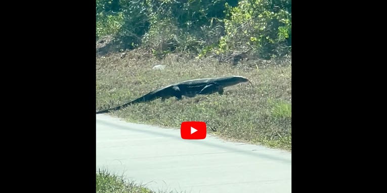 Florida Woman Gets Video of 5-Foot Monitor Lizard: “Holy Crap, That’s Not a Gator!”