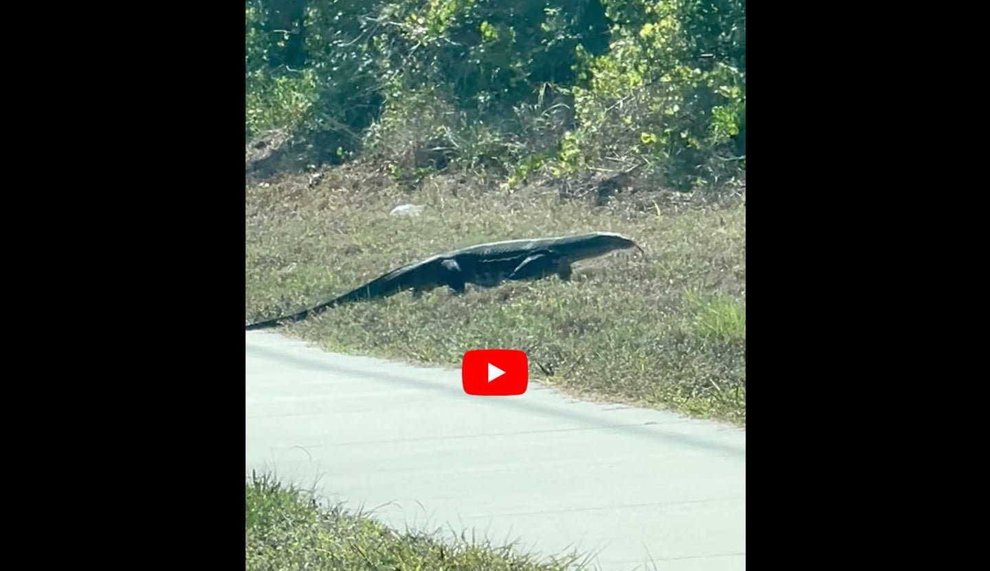 Monitor lizard crossing a path in Florida