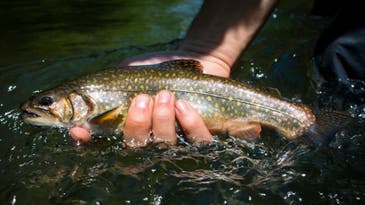 Brook Trout: A Complete Guide to America’s Native Char