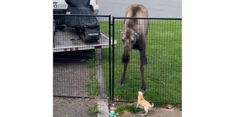 Watch a Tiny Chihuahua Stand Down a Moose in Alaska