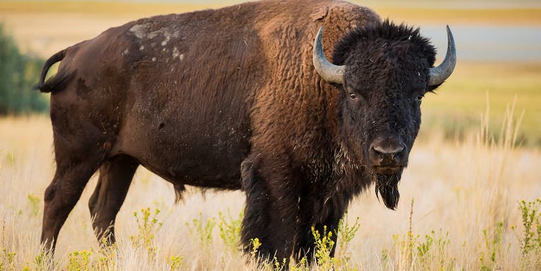 Bison Gores 83-Year-Old Woman in Yellowstone