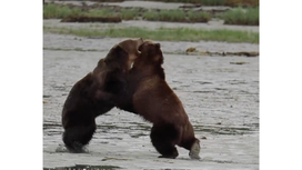 Watch Two Massive Brown Bears Brawl in British Columbia