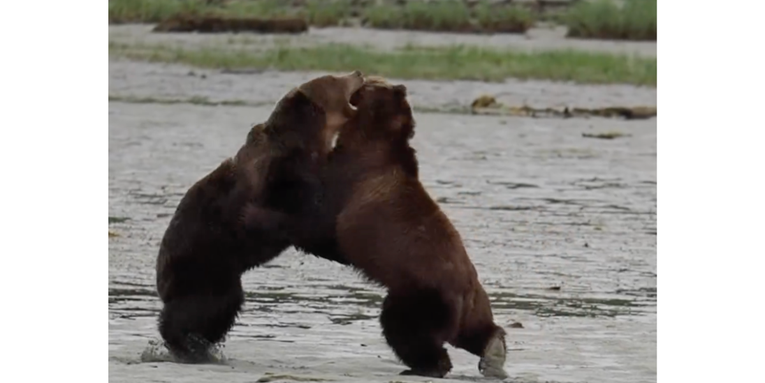 Watch Two Massive Brown Bears Brawl in British Columbia