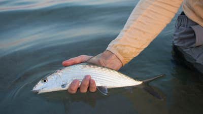 Thanks, Dad: The Gift of a Bonefish