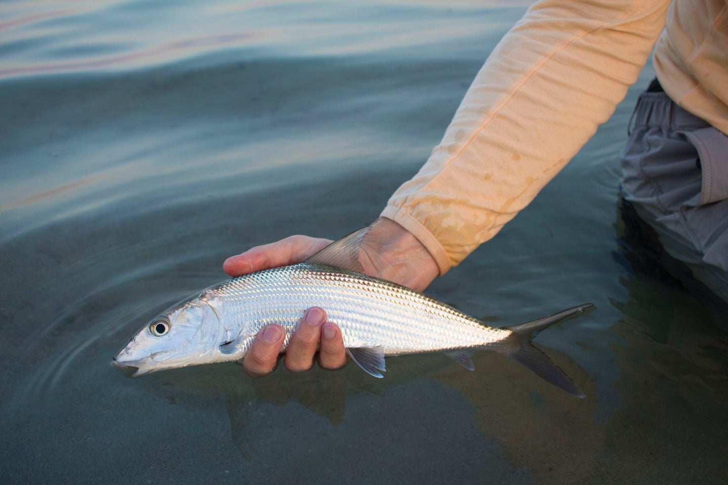 a fisherman holds a bonefish in his hand.