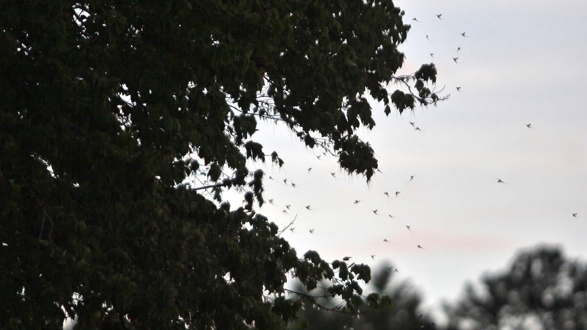 A swarm of mayflies