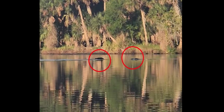 Bear vs Alligator—Caught on Video in Florida