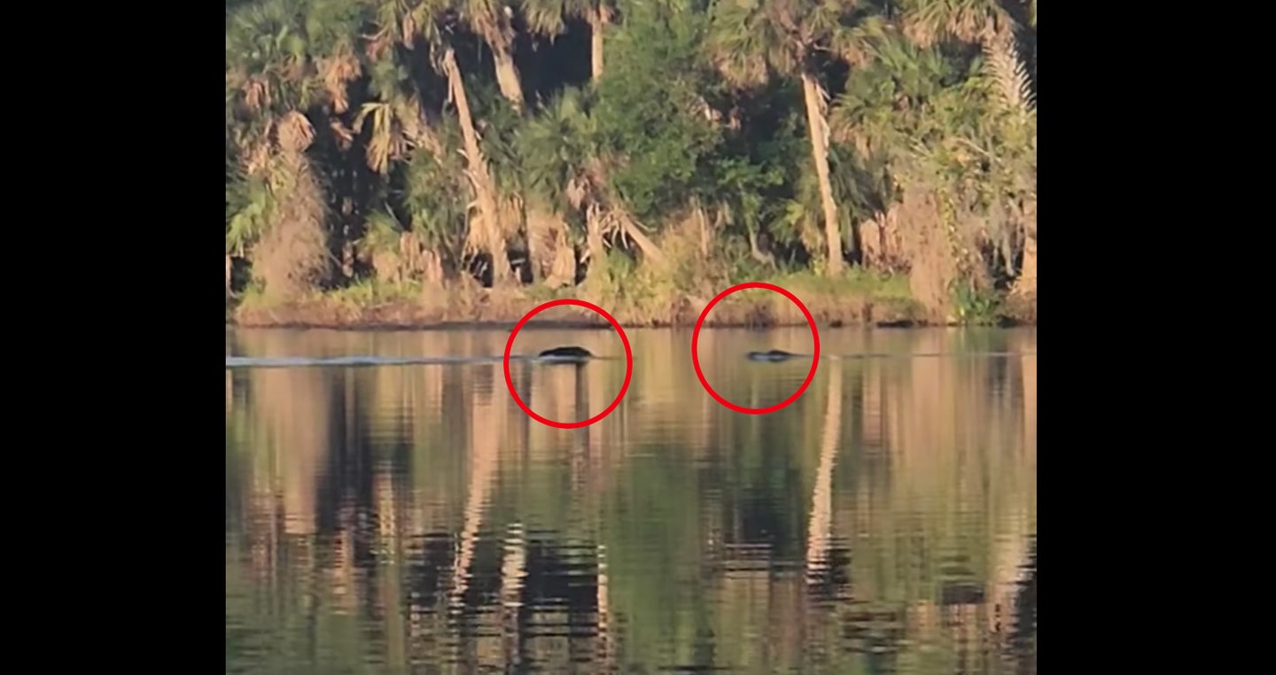Video of a bear and an alligator swimming toward one another in a river