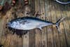 A potential world-record blackfin tuna on the board of a saltwater pier.