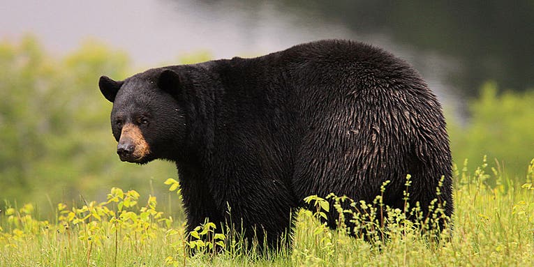 California Department of Fish and Wildlife Confirm the State’s First Fatal Black Bear Attack