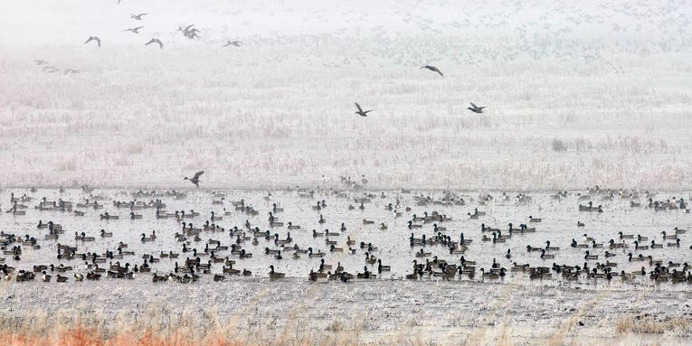 Ducks Unlimited Conserves One Million Acres of Waterfowl Habitat in 2023