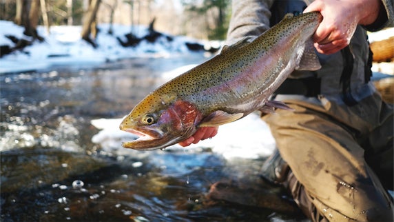 Rainbow Trout Fishing: A Beginner’s Guide