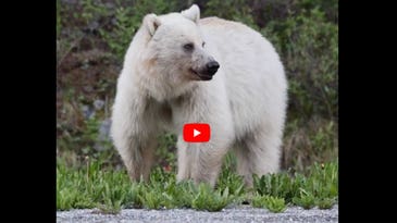 Famous White Grizzly Bear and Cubs Killed by Cars Along Canadian Highway