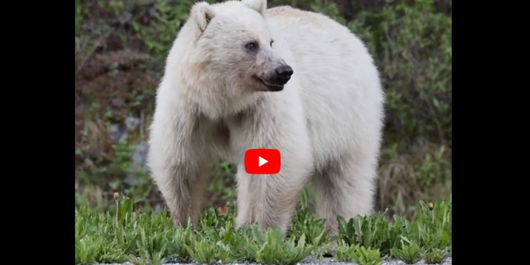 Famous White Grizzly Bear and Cubs Killed by Cars Along Canadian Highway