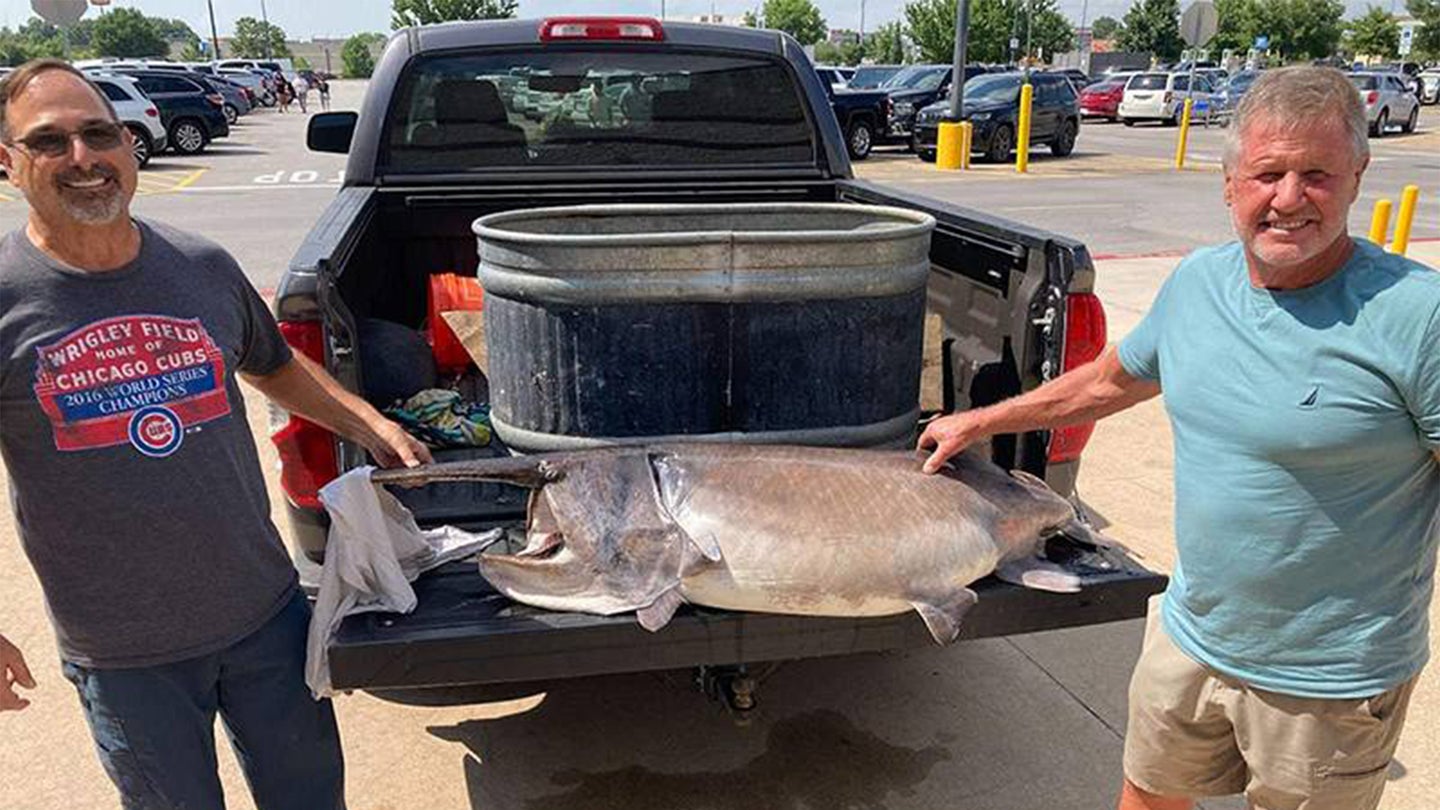 Two anglers post with the Arkansas state-record paddlefish on tailgate of truck.
