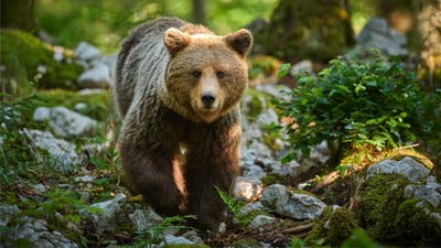 Idaho Officials Won’t Charge Hunter Who Killed Grizzly—Because They Told Him It Was a Black Bear